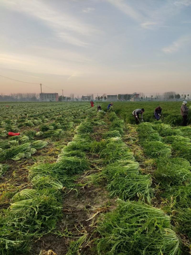 【精品】梅干菜大量供应保质保量对接厂家，梅菜扣肉量大从优
