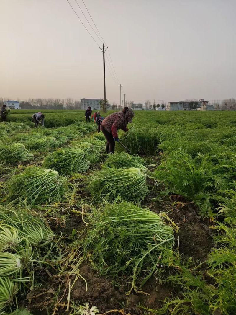 【精品】梅干菜大量供应保质保量对接厂家，梅菜扣肉量大从优