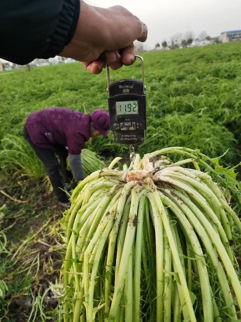 【精品】梅干菜大量供应保质保量对接厂家，梅菜扣肉量大从优