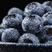 一件代发云南露天高原蓝莓王优瑞卡硬脆酸甜高山鲜果水果基地