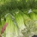 精品白帽鲜蒜苔大量现货，（无泡水)一手货源产地直发