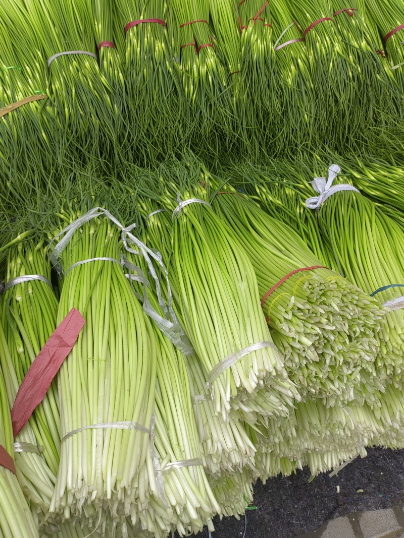 精品白帽鲜蒜苔大量现货，（无泡水)一手货源产地直发