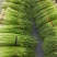 精品白帽鲜蒜苔大量现货，（无泡水)一手货源产地直发