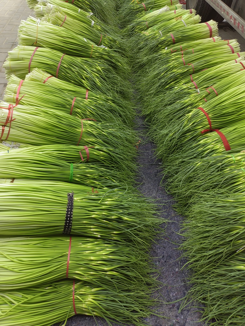 精品白帽鲜蒜苔大量现货，（无泡水)一手货源产地直发