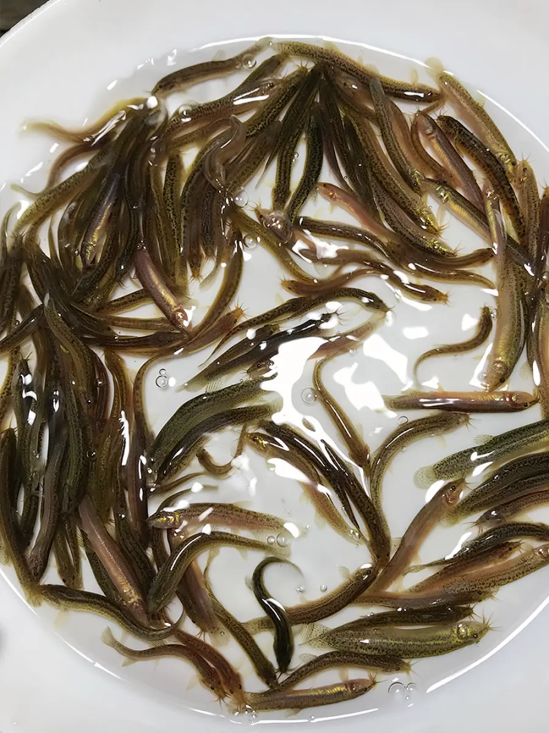 水花淡水鱼水花四大家鱼水花水花批发水花包邮