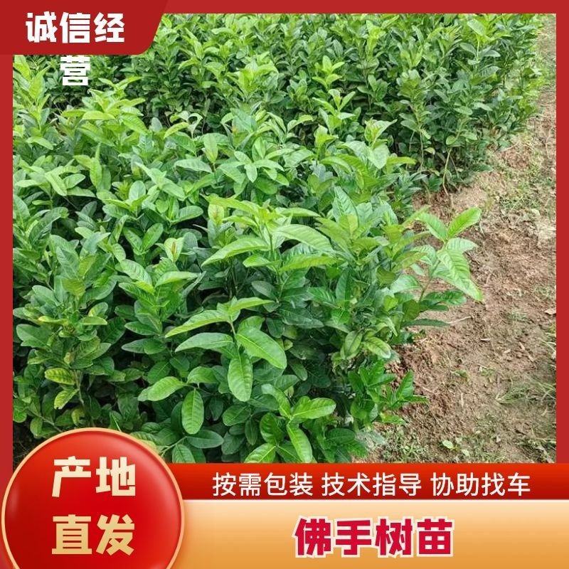广东种苗，广佛手苗量大从优欢迎实地考察
