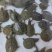 甲鱼苗中华鳖苗小甲鱼活体水鱼苗王八团鱼苗家养外塘养殖甲鱼