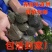 甲鱼苗中华鳖苗小甲鱼活体水鱼苗王八团鱼苗家养外塘养殖甲鱼