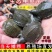甲鱼苗中华鳖苗小甲鱼活体水鱼苗王八团鱼苗家养外塘养殖甲鱼