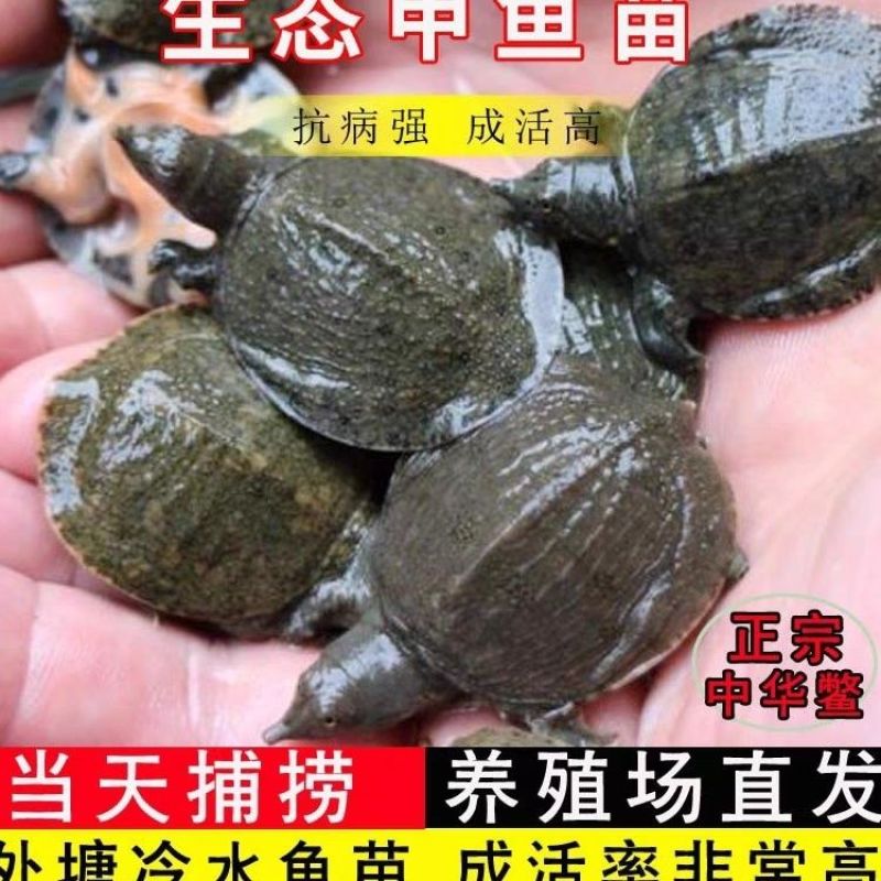 甲鱼苗中华鳖苗小甲鱼活体水鱼苗王八团鱼苗家养外塘养殖甲鱼