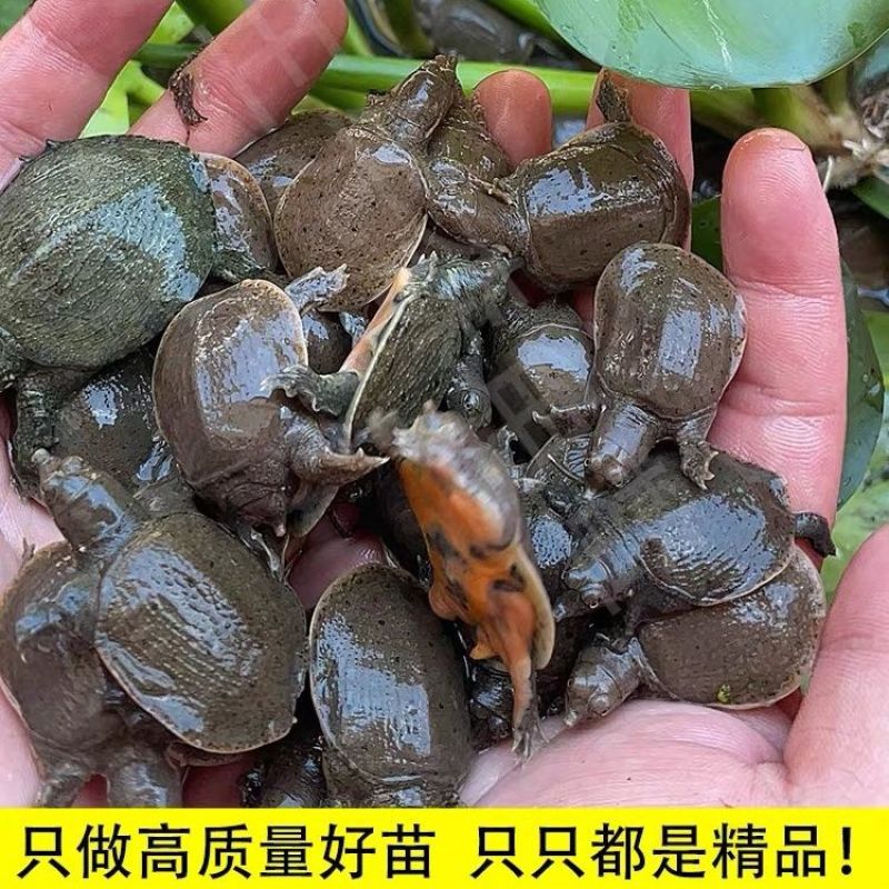 甲鱼苗中华鳖苗小甲鱼活体水鱼苗王八团鱼苗家养外塘养殖甲鱼
