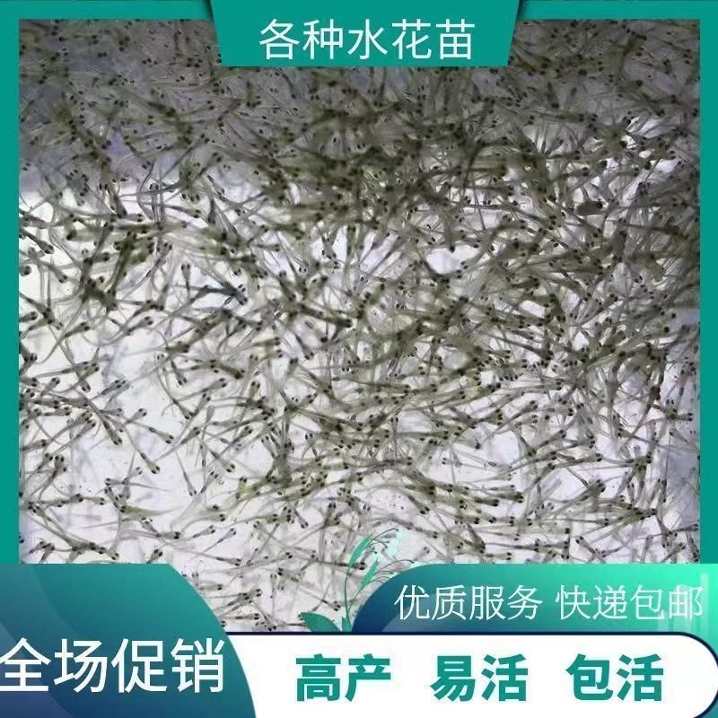 水花淡水鱼水花四大家鱼水花水花批发水花包邮