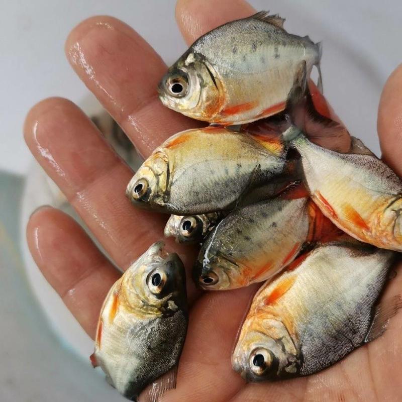 特大号白鲳鱼红鲳鱼苗食用鲳鱼苗活淡水放养养殖热带鱼淡水