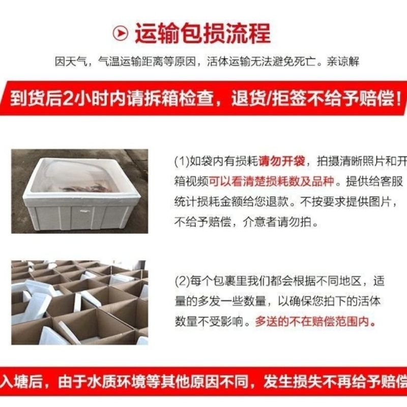 特大号白鲳鱼红鲳鱼苗食用鲳鱼苗活淡水放养养殖热带鱼淡水