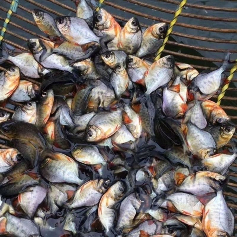 特大号白鲳鱼红鲳鱼苗食用鲳鱼苗活淡水放养养殖热带鱼淡水