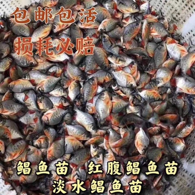 特大号白鲳鱼红鲳鱼苗食用鲳鱼苗活淡水放养养殖热带鱼淡水