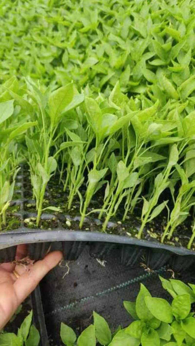 螺丝椒苗带土发货量大优惠。