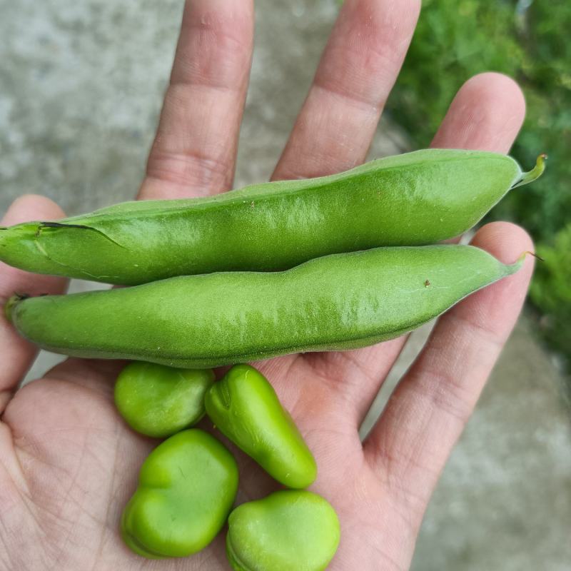 四川大青蚕豆大白皮对接电商市场可视频看货一手货源