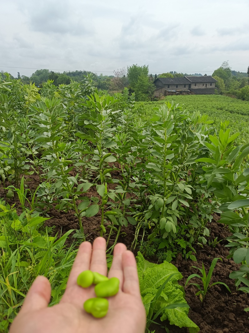 四川大青蚕豆大白皮对接电商市场可视频看货一手货源