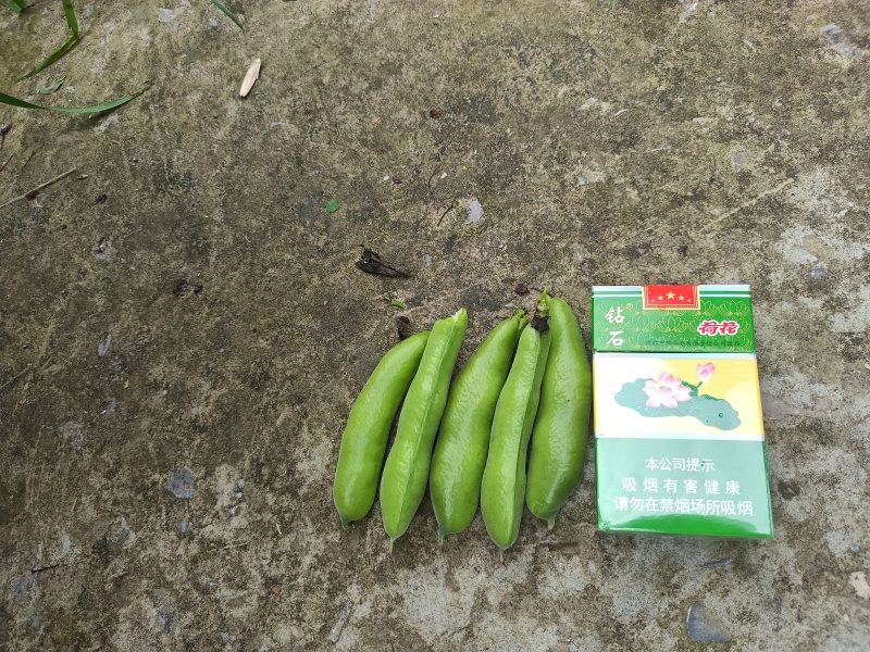 四川大青蚕豆大白皮对接电商市场可视频看货一手货源