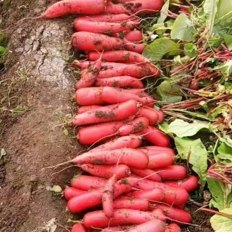 【红皮萝卜】平邑红皮水果萝卜产地直发大量供货价格便宜来电