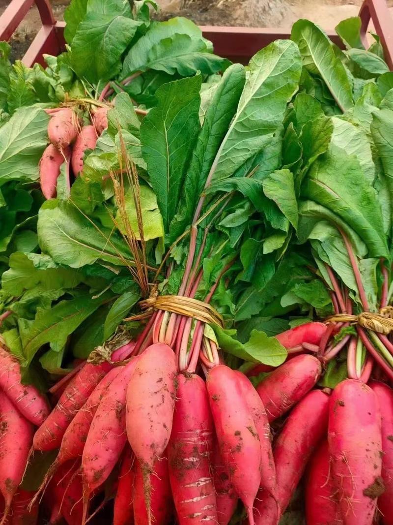 【红皮萝卜】平邑红皮水果萝卜产地直发大量供货价格便宜来电