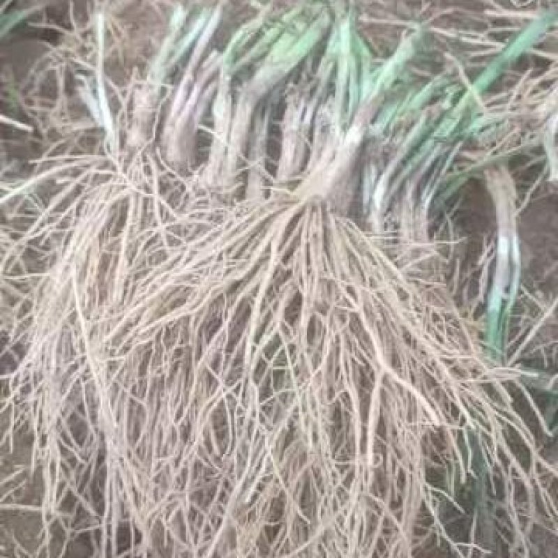 当年韭菜根二茬，100斤内包邮