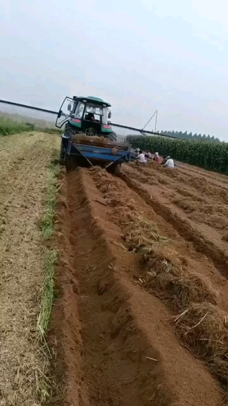 当年韭菜根二茬，100斤内包邮