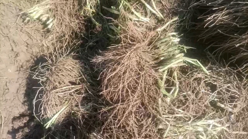当年韭菜根二茬，100斤内包邮