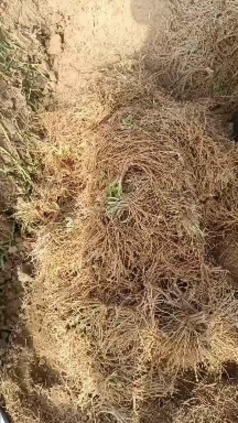 当年韭菜根二茬，100斤内包邮