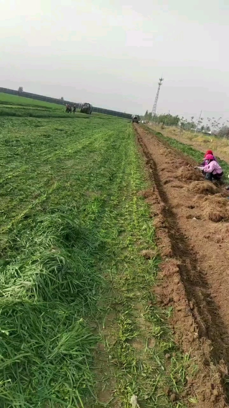 当年韭菜根二茬，100斤内包邮