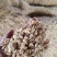 蹦虾崩虾小白虾油炸原料