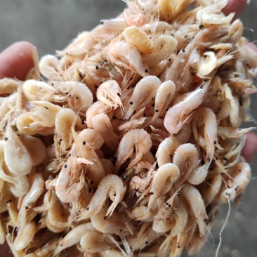 蹦虾崩虾小白虾油炸原料