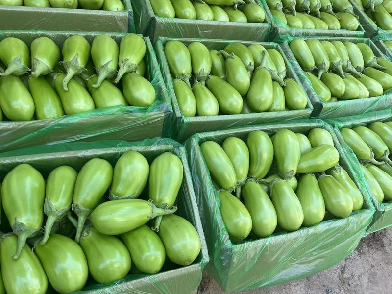 【推荐】精品青茄大量上市现采现摘产地发货物美价廉