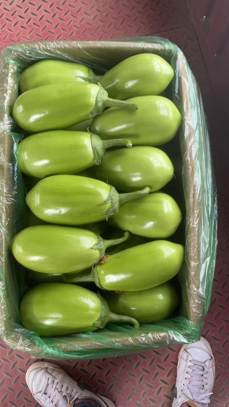 【推荐】精品青茄大量上市现采现摘产地发货物美价廉