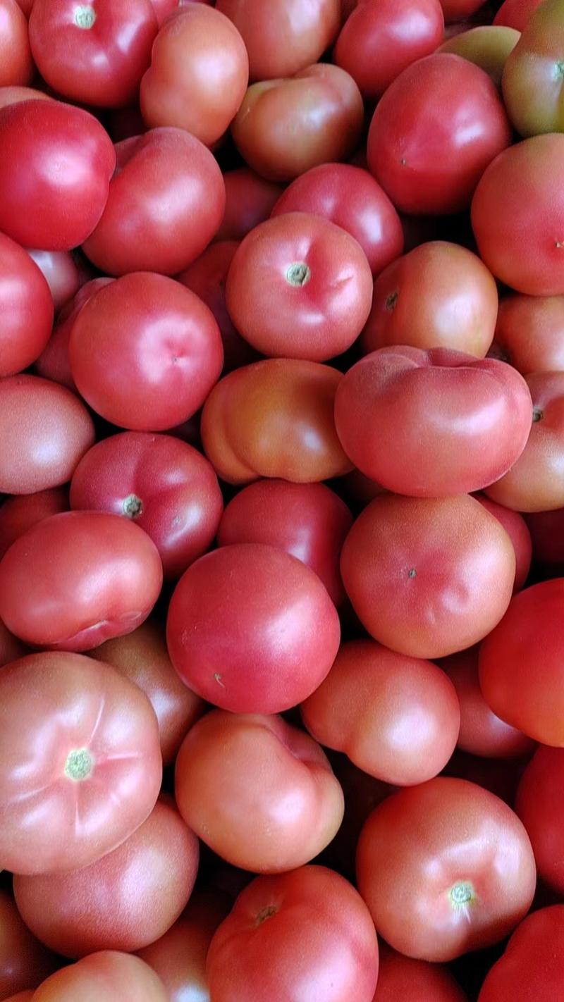 西红柿精品硬粉西红柿产地直发对接商超市场社区团购等