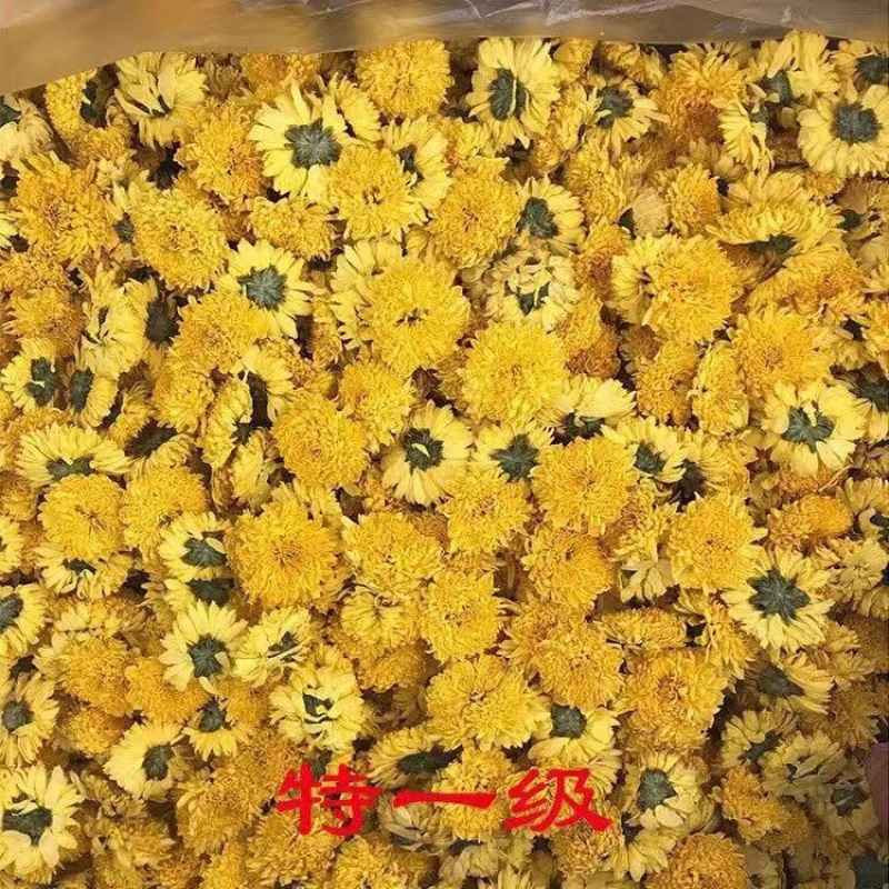 黄贡菊花茶黄菊花桃菊球菊婺源黄菊实拍