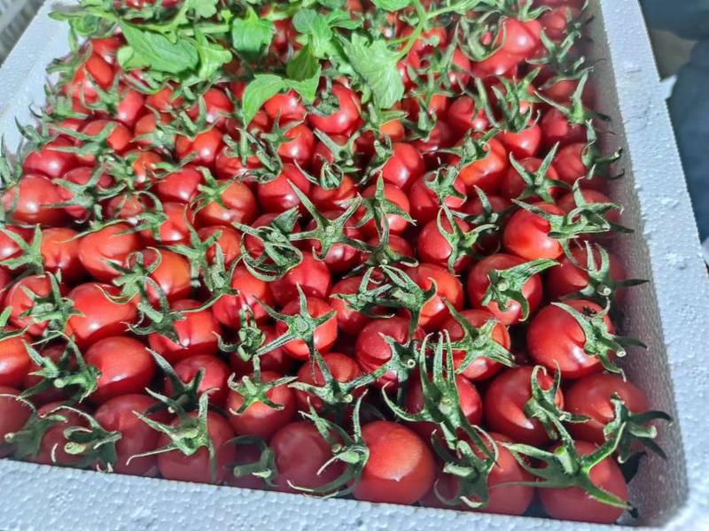 玲珑小番茄釜山88圣女果，山东济阳产地直发新鲜采摘，量大