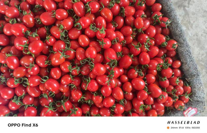 玲珑小番茄釜山88圣女果，山东济阳产地直发新鲜采摘，量大