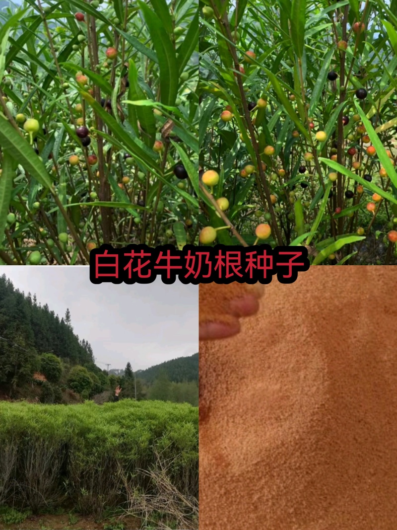 竹叶白花牛奶根种子