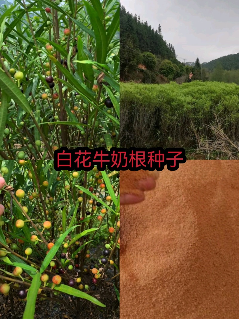 竹叶白花牛奶根种子
