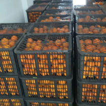 合肥本地仓中华红橙5吨，2.2元/斤
