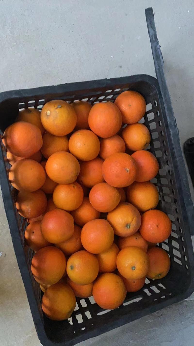 合肥本地仓中华红橙5吨，2.2元/斤