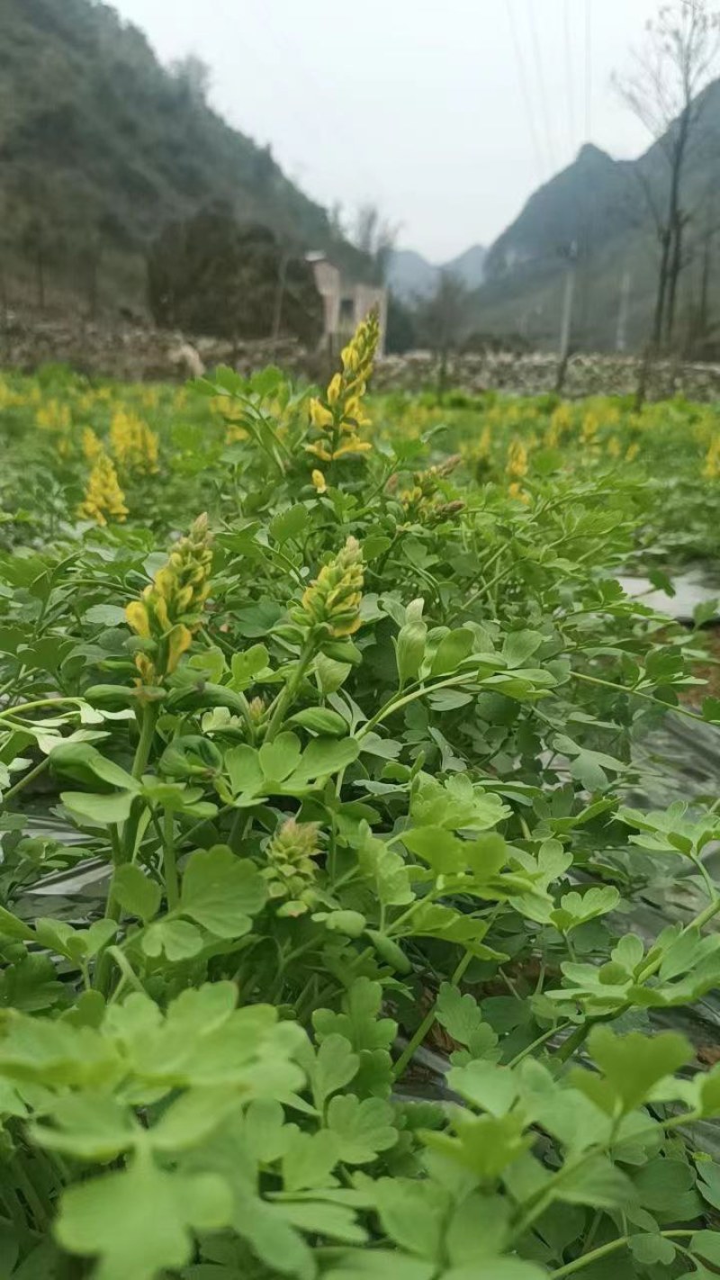 岩黄莲中药材