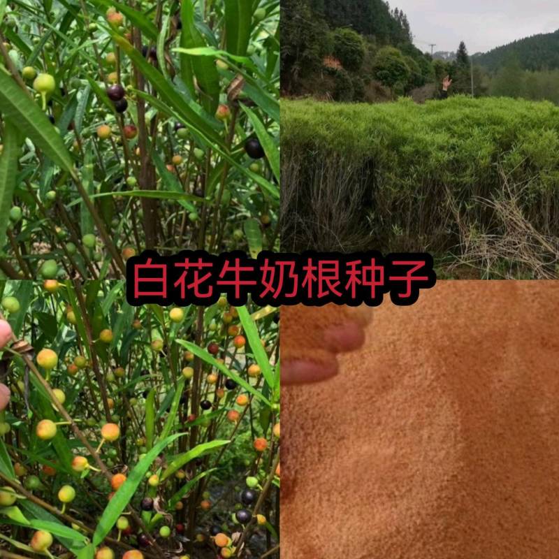 竹叶白花牛奶根种子