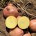 云南大理青署9号土豆产地一手货源质量保证欢迎采购