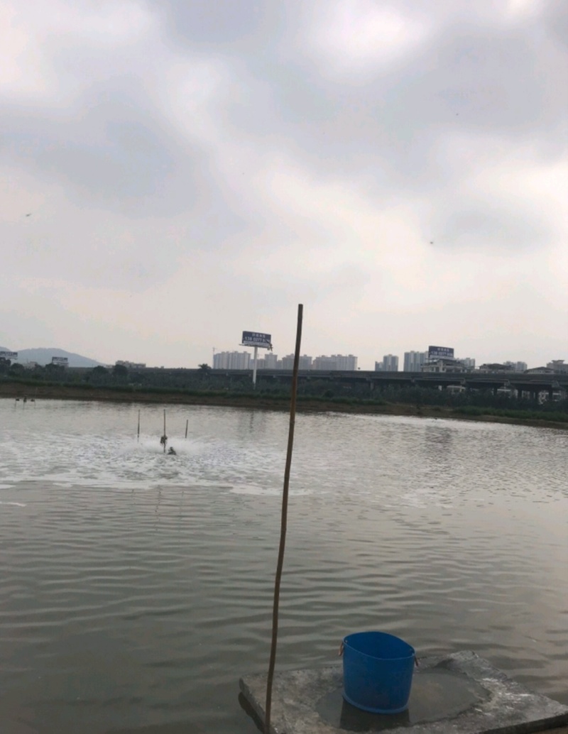 河虾苗品质保证产地直发优质种苗可视频看货欢迎咨询