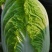 黄心白菜