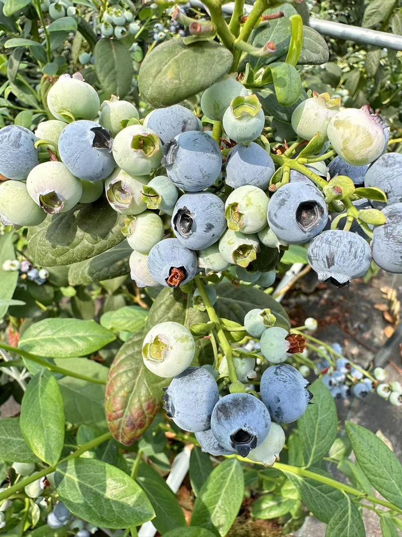 澄江精品蓝莓，自家基地直发，品质保证，价格真实