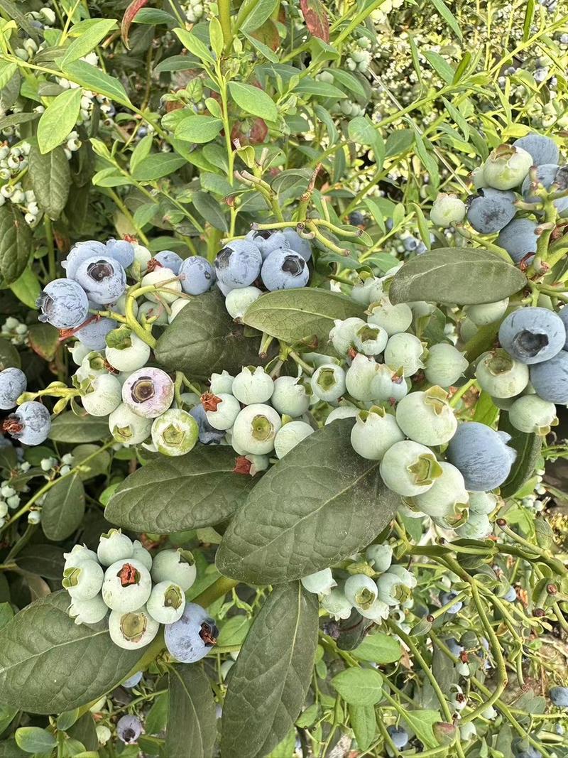 澄江精品蓝莓，自家基地直发，品质保证，价格真实